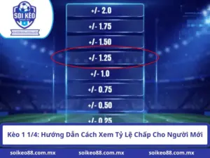Kèo 1 1/4: Hướng Dẫn Cách Xem Tỷ Lệ Chấp Cho Người Mới